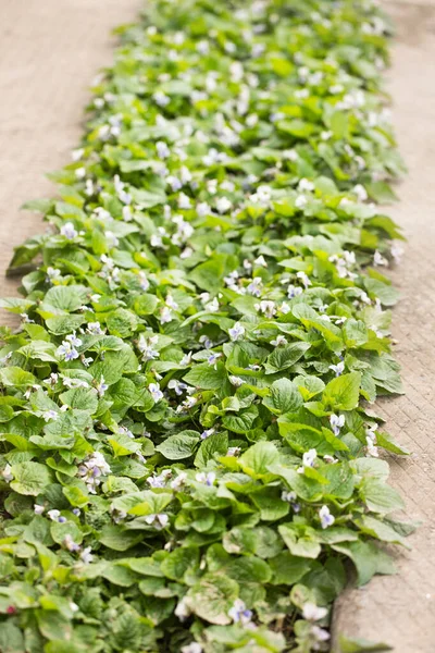 Viola Abyssinica Tricolor Blommar Längs Betongväg — Stockfoto