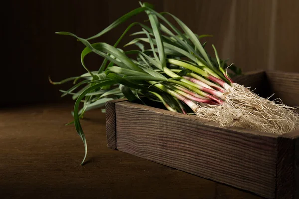 Bunch Young Green Garlic Leaves Dark Background —  Fotos de Stock