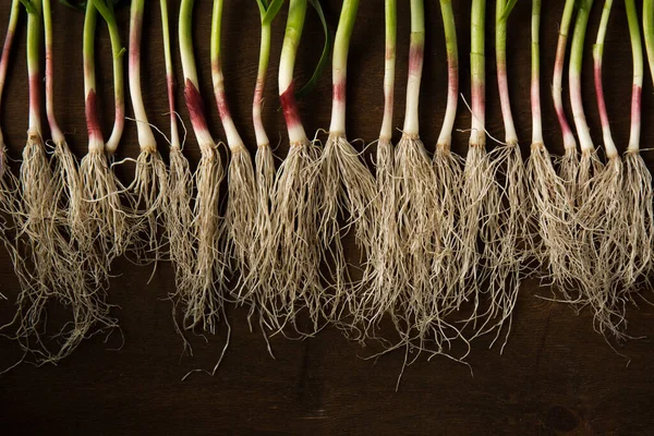 Bunch Young Green Garlic Leaves Dark Background —  Fotos de Stock