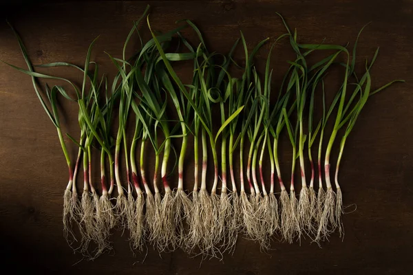 Koyu arkaplanda yeşil sarımsak yaprakları.