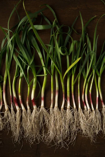 Bunch Young Green Garlic Leaves Dark Background — Foto Stock