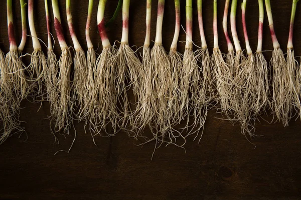 Koyu arkaplanda yeşil sarımsak yaprakları.