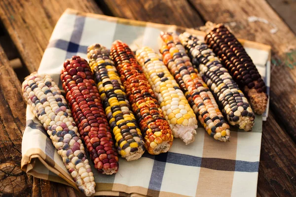 Corn Multicolored Grains Rays Evening Sun — Stock Photo, Image