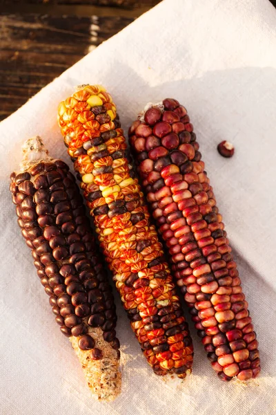 夕方の太陽の光の中で多色の穀物とトウモロコシ — ストック写真