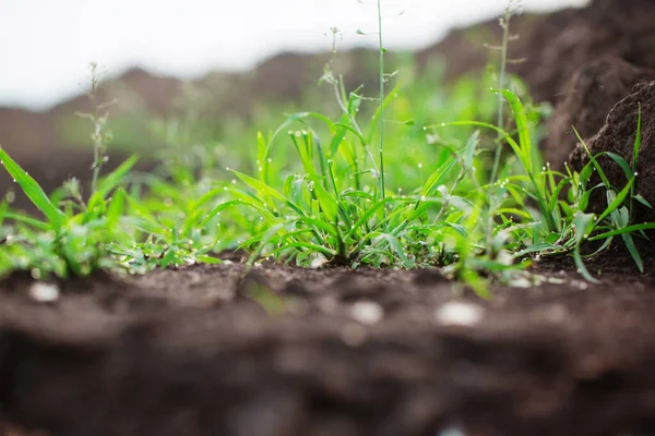 Saftiges Gras Mit Tau Auf Dem Boden Niedriger Winkel Blick — Stockfoto