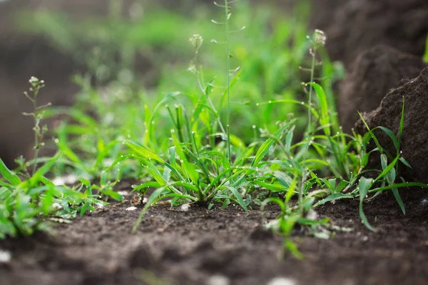 Succulent Grass Dew Ground Low Angle View Trenches — 图库照片