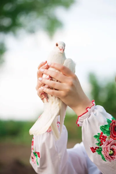 A beautiful Ukrainian woman in Ukrainian national embroidered dress with a white dove in her hands, a symbol of peace in Ukraine