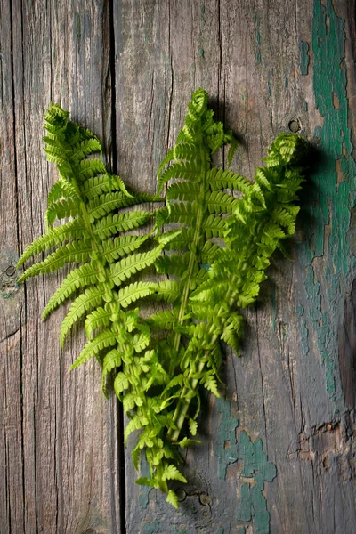 Fresh Fern Leaves Wooden Background — Stock fotografie