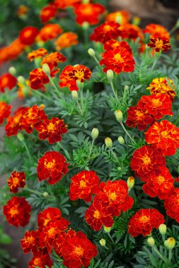 Ukrainian national flowers marigolds, profusely flowering bush