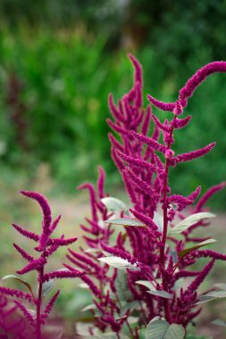 Blooming burgundy amaranth in the summer garden