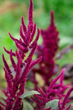 Blooming burgundy amaranth in the summer garden