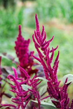 Blooming burgundy amaranth in the summer garden