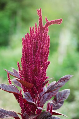 Blooming burgundy amaranth in the summer garden