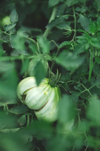 Green Fruits Ripen Tomato Bush Garden — Fotografia de Stock