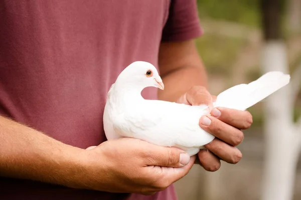 強い男性の手に白いキャリア鳩 平和の象徴 — ストック写真