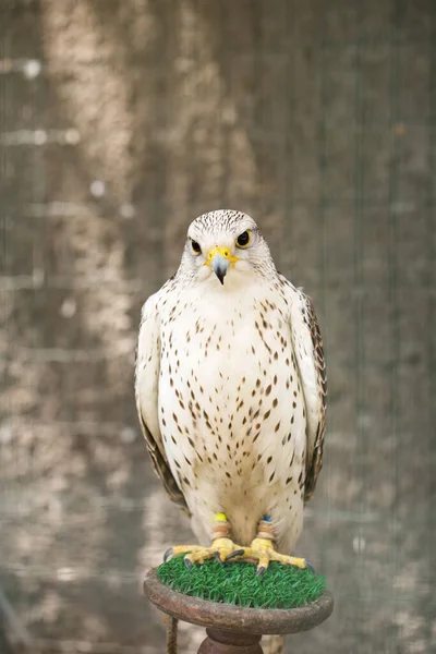 Ένα Όμορφο Λευκό Γεράκι Falco Rusticolus Ένα Πτηνοτροφείο Στο Περίπτερο — Φωτογραφία Αρχείου