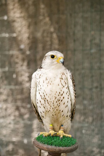 Hermoso Halcón Blanco Falco Rusticolus Aviario Stand —  Fotos de Stock