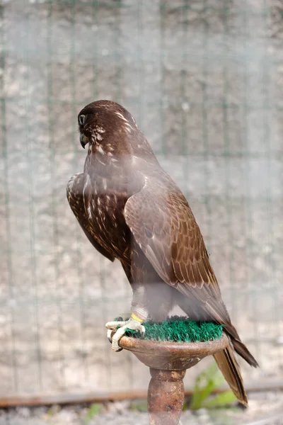 Hermoso Pájaro Presa Halcón Peregrino Aviario Estante —  Fotos de Stock