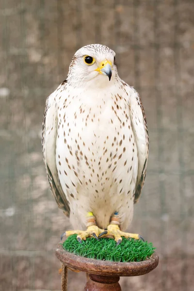 Ένα Όμορφο Λευκό Γεράκι Falco Rusticolus Ένα Πτηνοτροφείο Στο Περίπτερο — Φωτογραφία Αρχείου