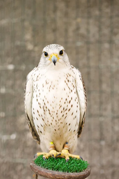 Ένα Όμορφο Λευκό Γεράκι Falco Rusticolus Ένα Πτηνοτροφείο Στο Περίπτερο — Φωτογραφία Αρχείου