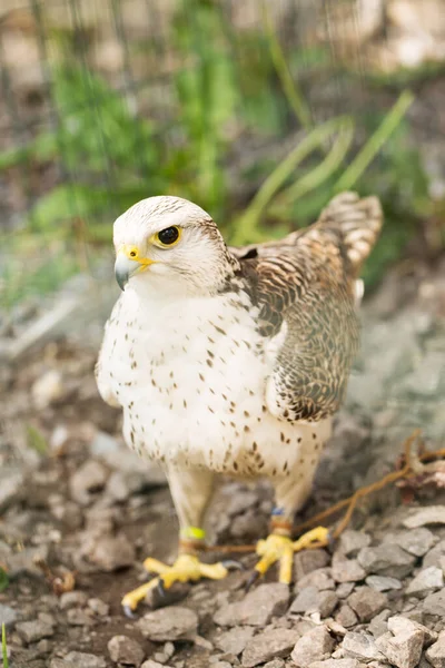 Ένα Όμορφο Λευκό Γεράκι Falco Rusticolus Ένα Πτηνοτροφείο — Φωτογραφία Αρχείου