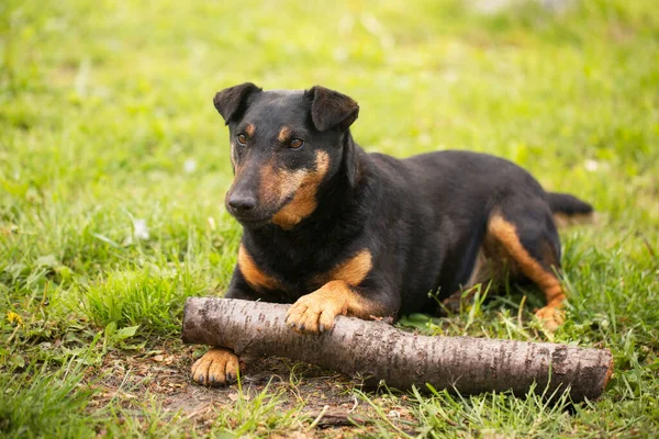 Chien Adulte Ludique Race Jagdterrier Sur Herbe Verte — Photo