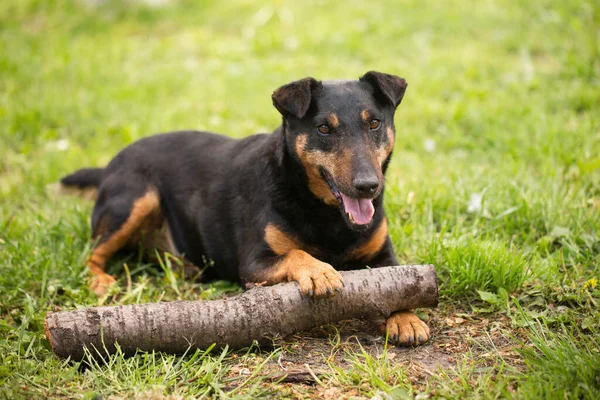 Jagdterrier Yetişkin Oyuncu Köpeği Yeşil Çimlerde Ürer — Stok fotoğraf