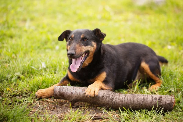 Jagdterrier Yetişkin Oyuncu Köpeği Yeşil Çimlerde Ürer — Stok fotoğraf