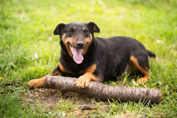 Jagdterrier Yetişkin Oyuncu Köpeği Yeşil Çimlerde Ürer — Stok fotoğraf