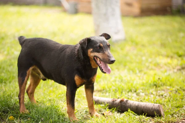 Chien Adulte Ludique Race Jagdterrier Sur Herbe Verte — Photo