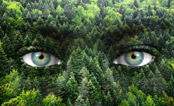 Bosque verde y ojos humanos - Salvar el concepto de naturaleza —  Fotos de Stock