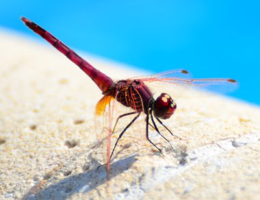 Dragon fly makro