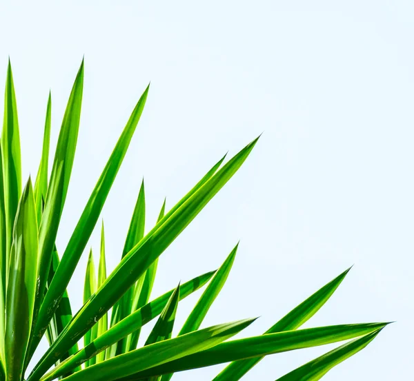 Palm leaf isolated — Stock Photo, Image