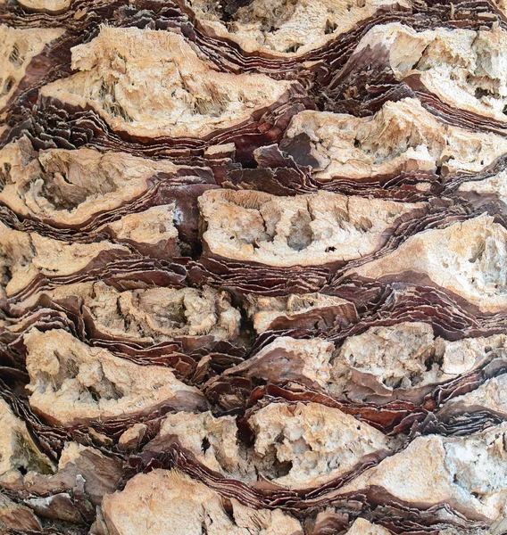 Palmiye ağacı dokusu