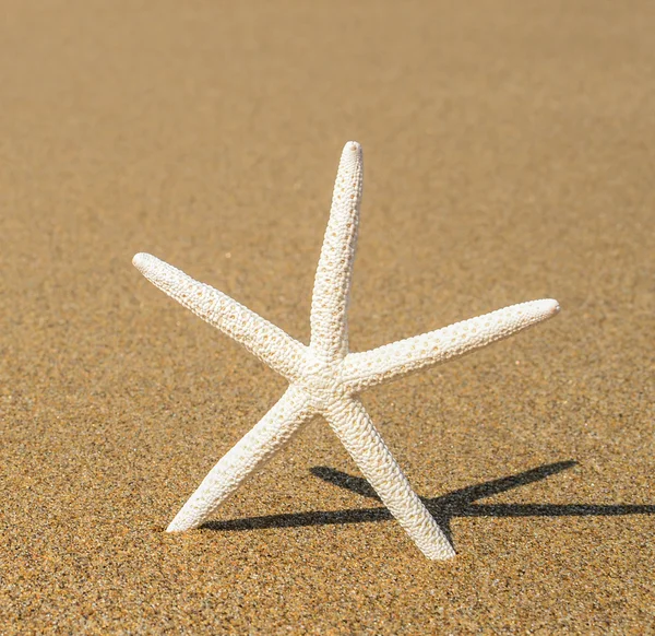 เปลือกดาวบนชายหาดทราย — ภาพถ่ายสต็อก
