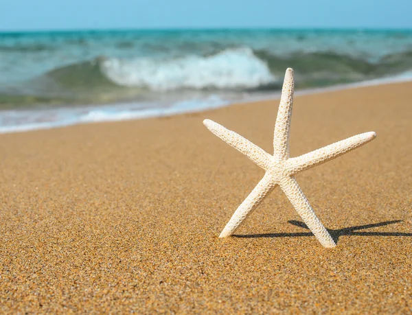 Concepto de vacaciones - Star fish en la playa de arena tropical —  Fotos de Stock