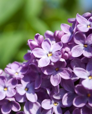 Leylak çiçekleri makro