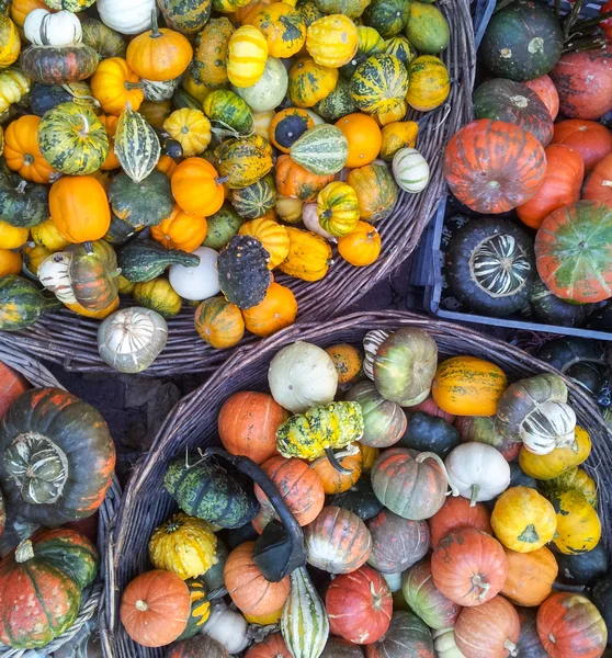 Colorful pumpkins background — Stock Photo, Image