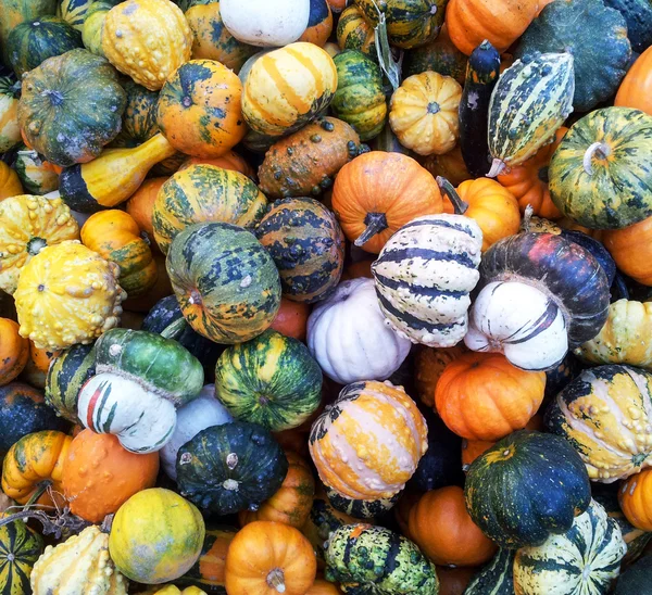 Decorative autumnal pumpkins background — Stock Photo, Image