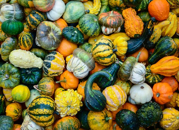 Pumpkins background — Stock Photo, Image