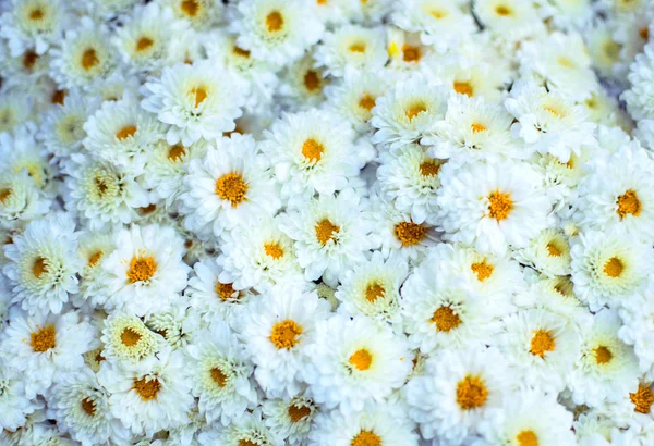 Daisy bloemen achtergrond - (Bellis perennis) — Stockfoto