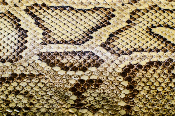 Texture della pelle di serpente — Foto Stock