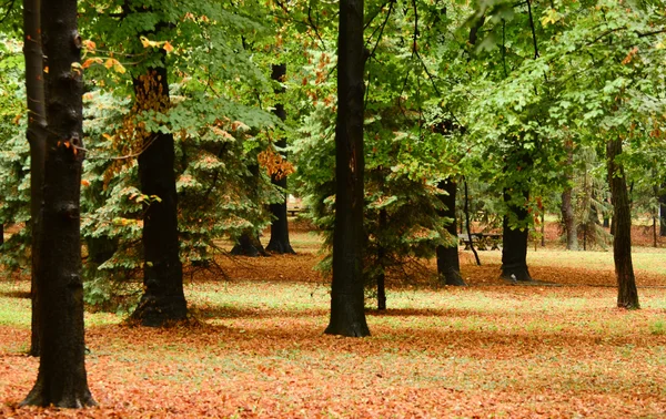 Foresta autunnale — Foto Stock