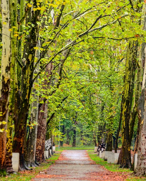 Pfad im Herbstwald — Stockfoto