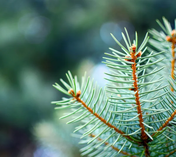 Noel Ağacı Makrosu — Stok fotoğraf