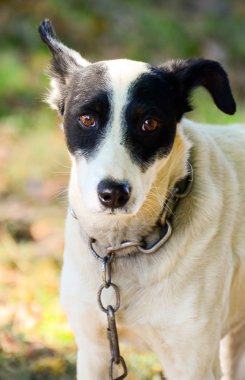 Zavallı köpek portre zinciri ile