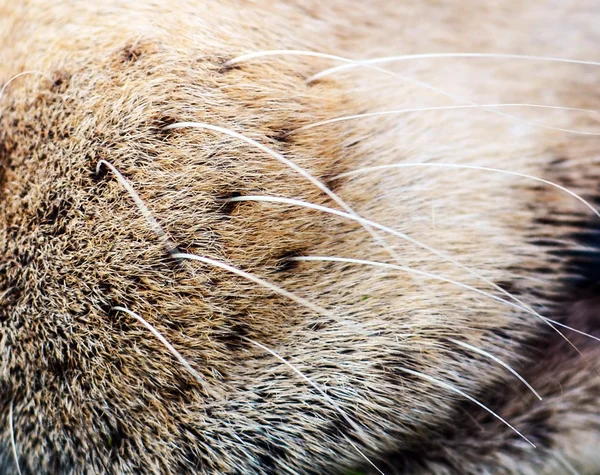 Saç closeup ile köpek burun — Stok fotoğraf