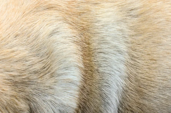 Fond de cheveux de chien — Photo