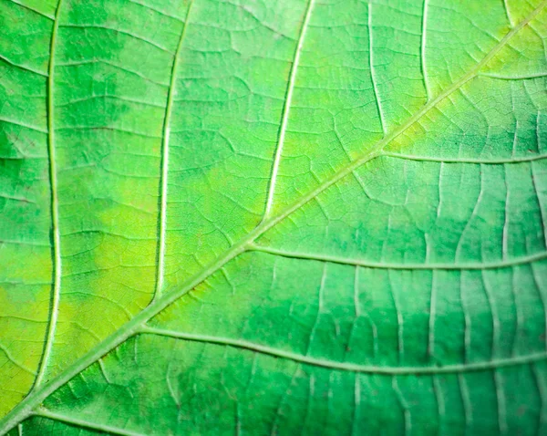 Macro hoja verde — Foto de Stock