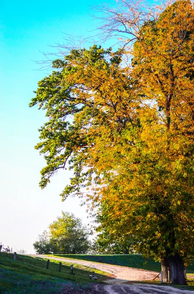 Albero autunnale e strada — Foto Stock